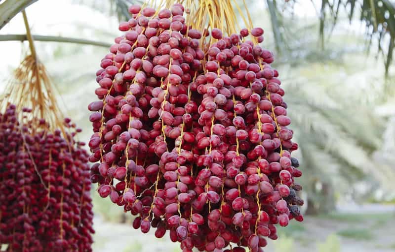 خرما ربی عمده انتخابی مناسب برای تامین بازار داخلی